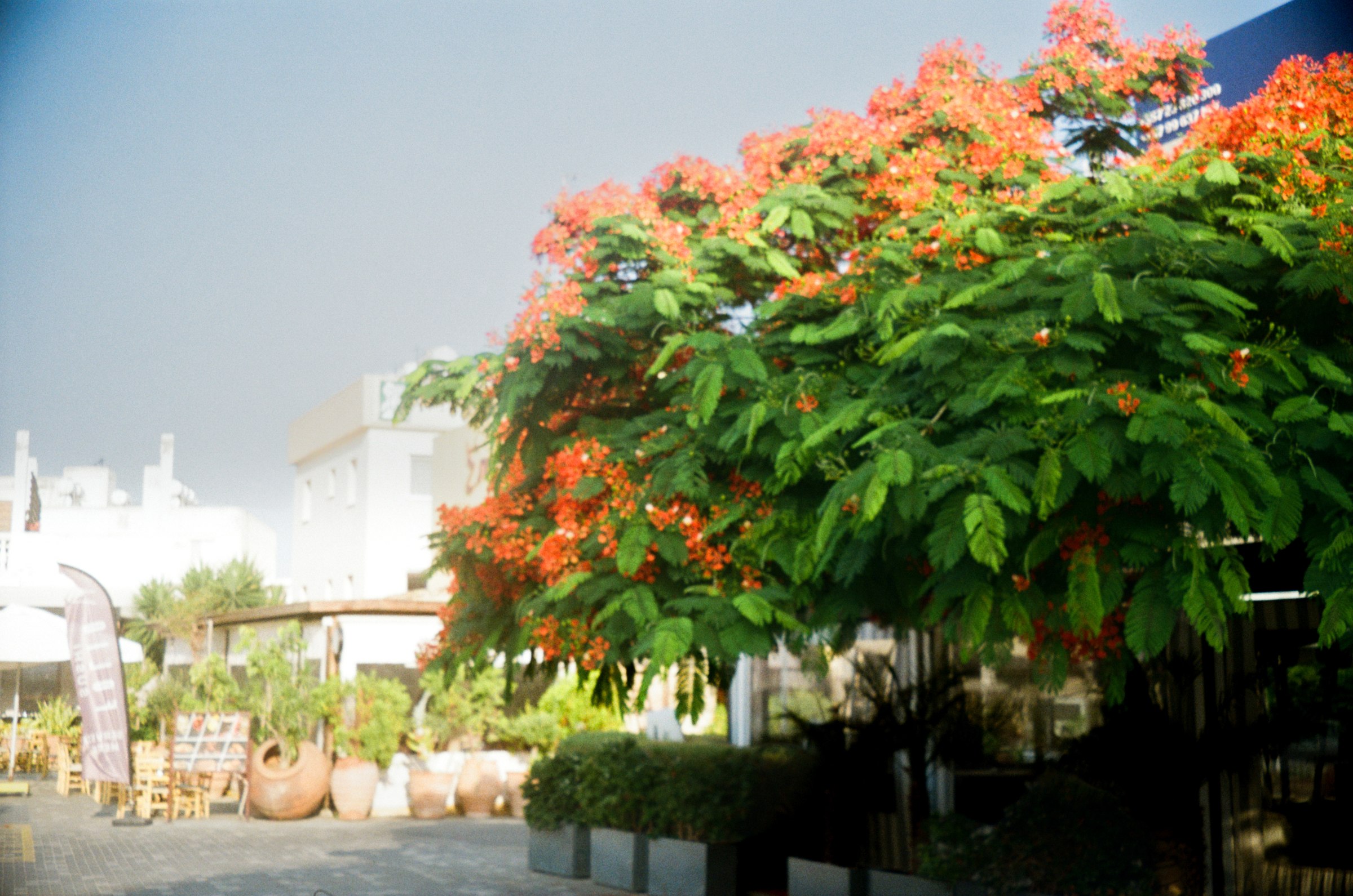 A flame tree in vivid orange bloom